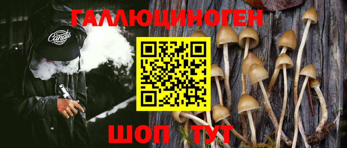 Псилоцибиновые грибы Cubensis Курчатов