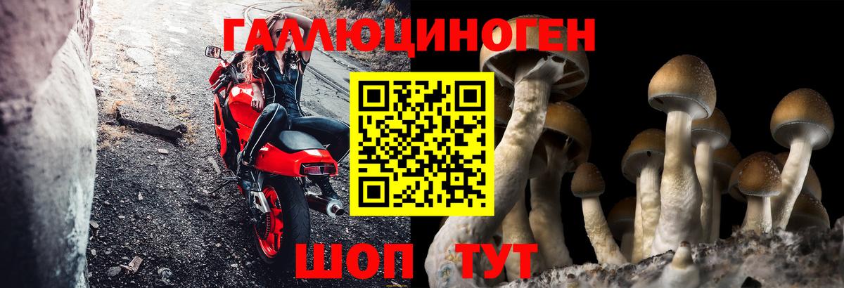 Псилоцибиновые грибы Psilocybe  Вход с VPN  Курчатов 